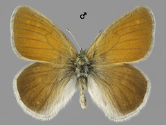 C. tullia
